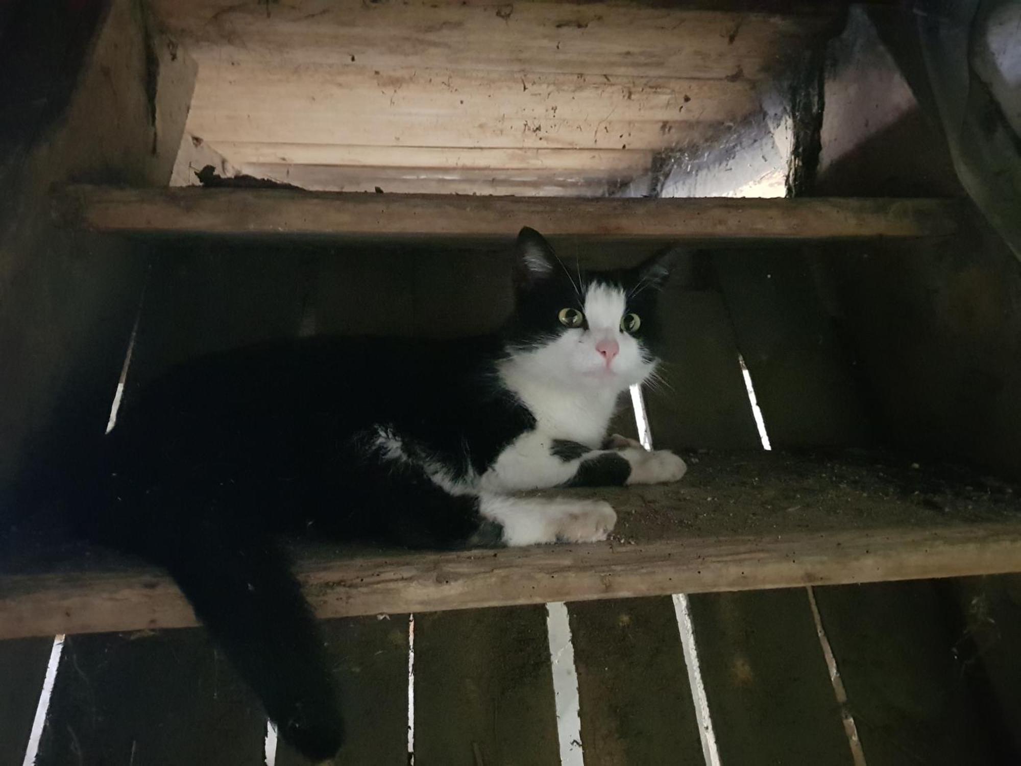 Gasthof Oberschmiede Auf der Wiese エクステリア 写真
